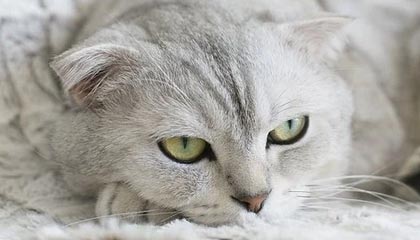 九游网页版官网入口-德国队展望未来：国际乒联混合团体世界杯新篇章，德国乒乓球团体赛成员