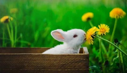 Jiu You-利物浦横扫皇马，成功晋级欧冠半决赛！，利物浦横扫皇马,成功晋级欧冠半决赛视频